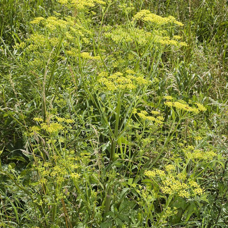 Panais (Pastinaca sativa)