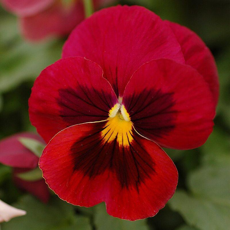 Pensée des jardins (Viola ×wittrockiana)