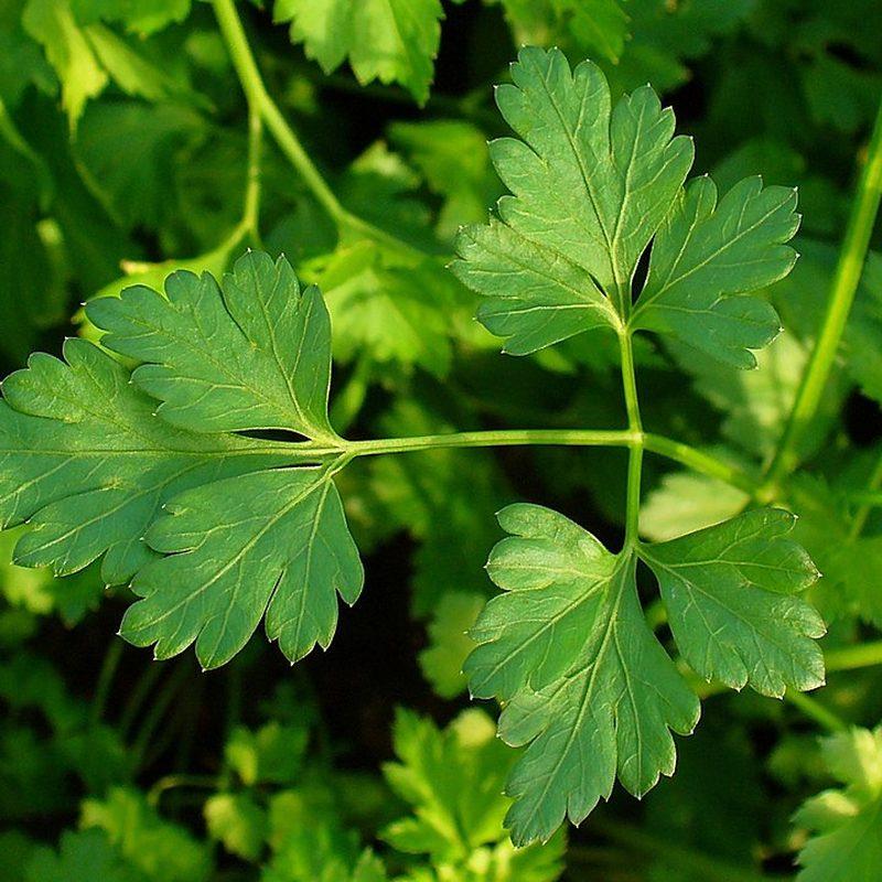 Persil (Petroselinum crispum)