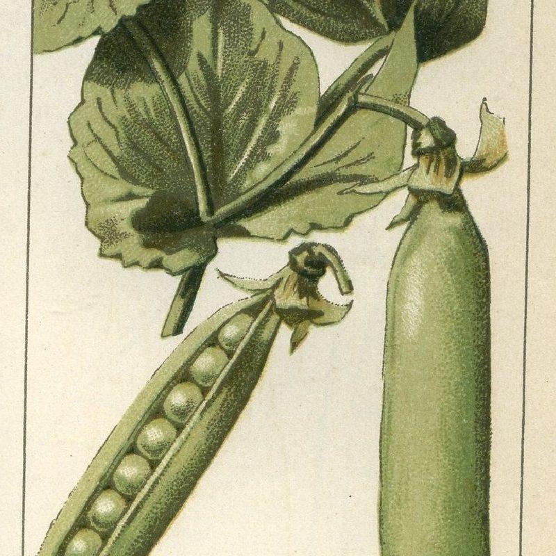 Petit pois (Pisum sativum subsp. sativum)