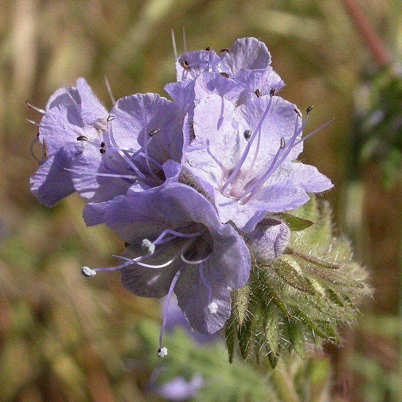 Phacélie (Phacelia tanacetifolia)