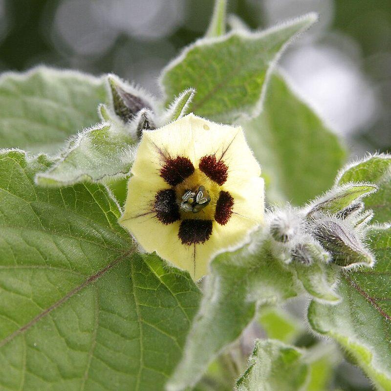 Physalis (Physalis peruviana)
