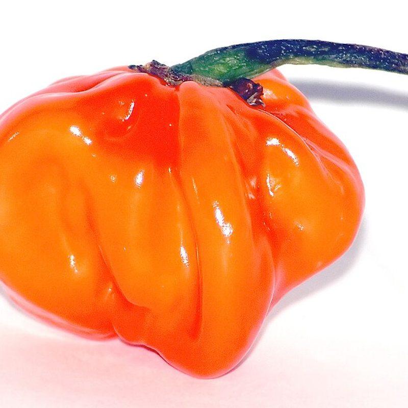 Piment antillais (Capsicum chinense)