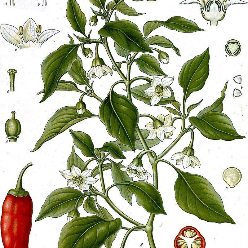Piment (Capsicum annuum)