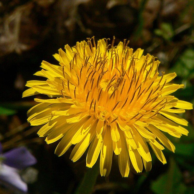 Pissenlit (Taraxacum)