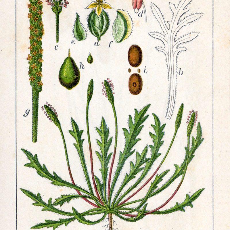 Plantain corne-de-cerf (Plantago coronopus)