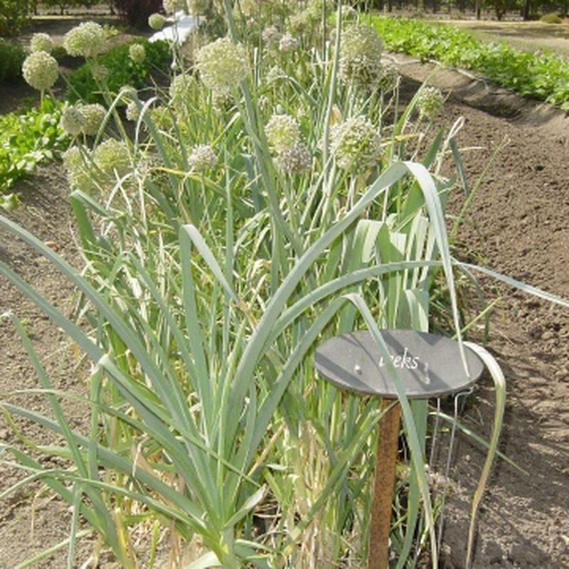 Poireau (Allium ampeloprasum var. porrum)
