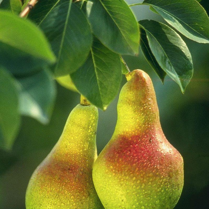 Poirier (Pyrus communis)
