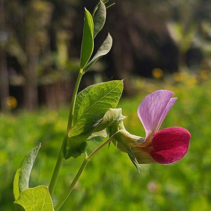 Pois (Pisum sativum)