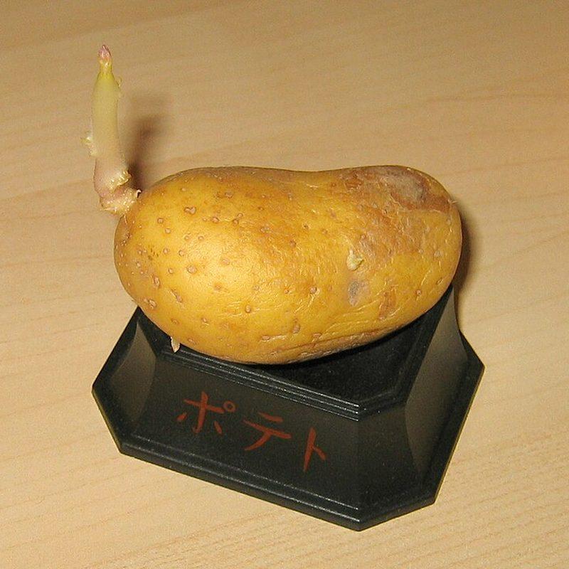 Pomme de terre (Solanum tuberosum)