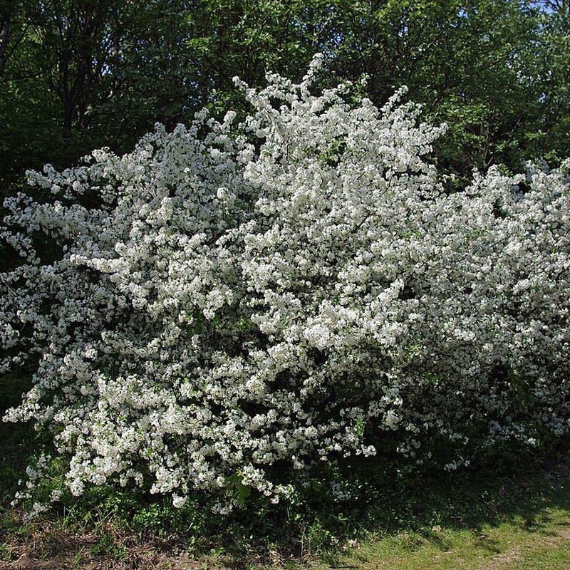 Pommier (Malus)