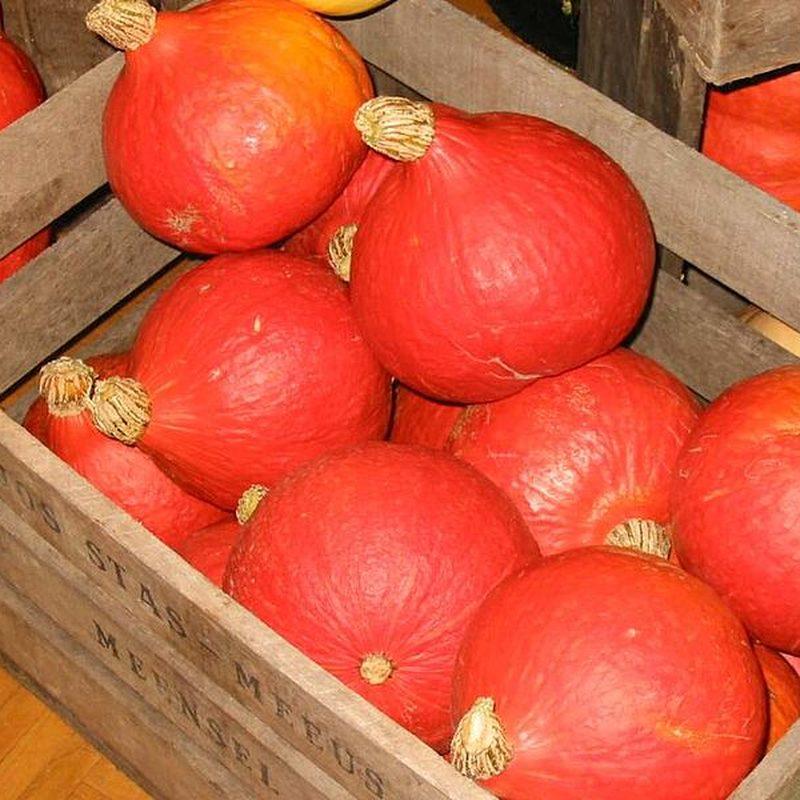 Potimarron (Cucurbita maxima)