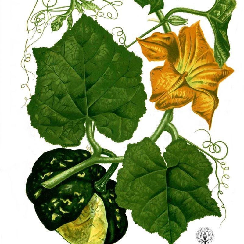 Potiron (Cucurbita maxima)