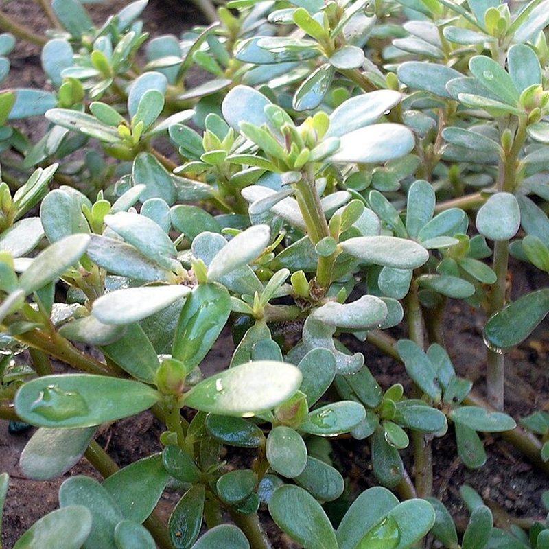 Pourpier (Portulaca oleracea)