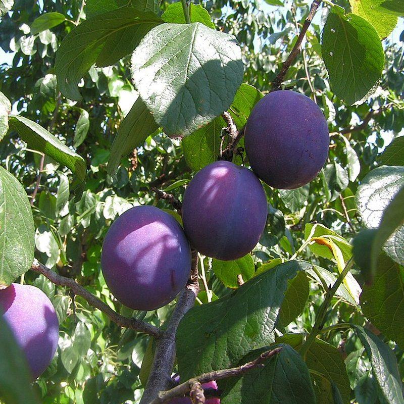 Prunier (Prunus domestica)