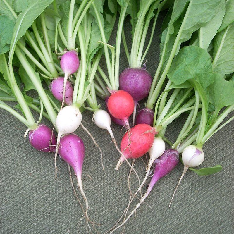 Radis (Raphanus sativus)
