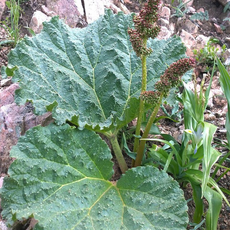 Rhubarbe (Rheum)