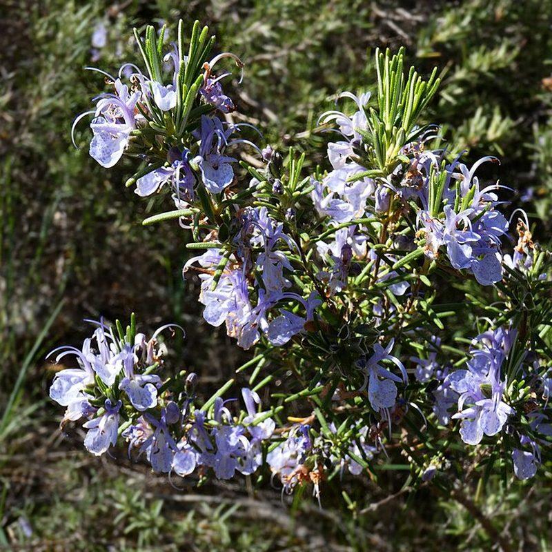 Romarin (Salvia rosmarinus)
