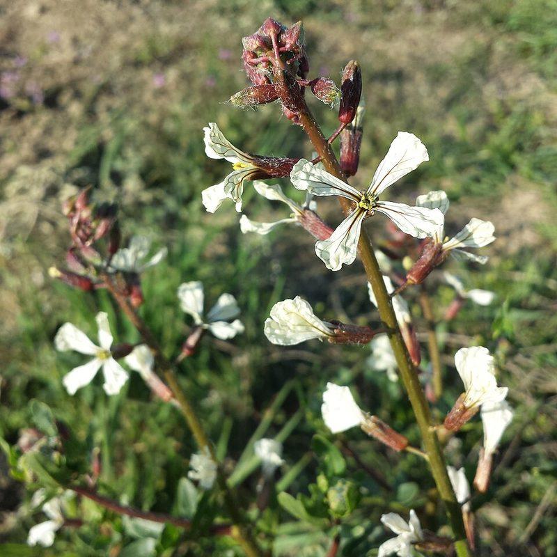 Roquette (Eruca)