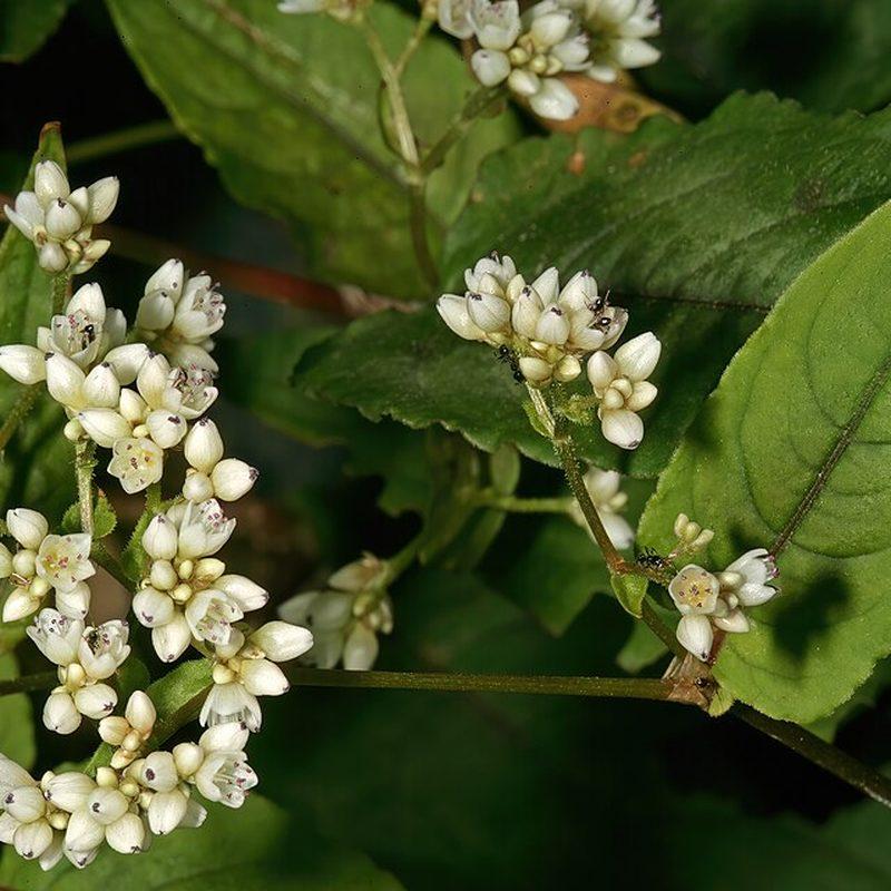 Sarrasin (Fagopyrum esculentum)