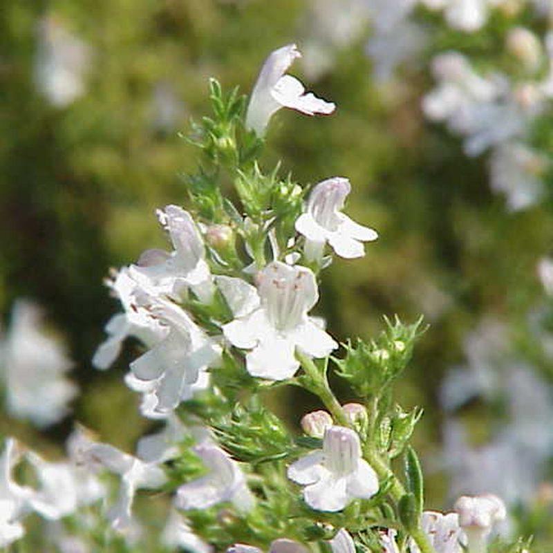 Sarriette (Satureja)