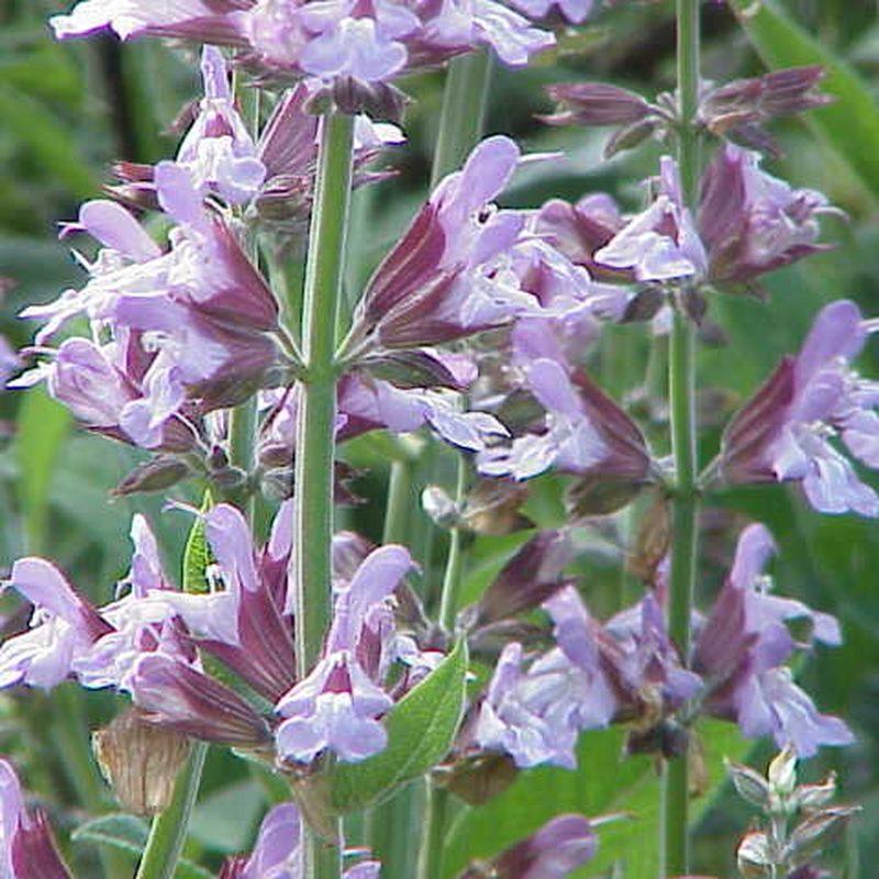 Sauge officinale (Salvia officinalis)