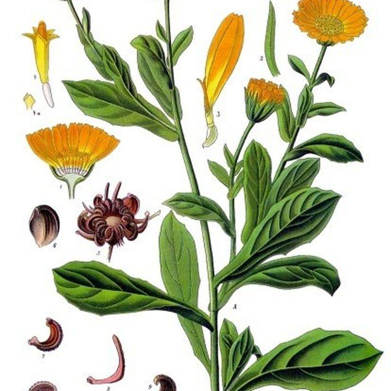 Souci officinal (Calendula officinalis)