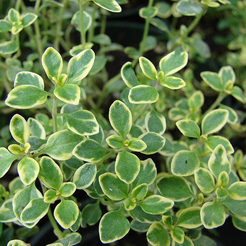 Thym citron (Thymus ×citriodorus)