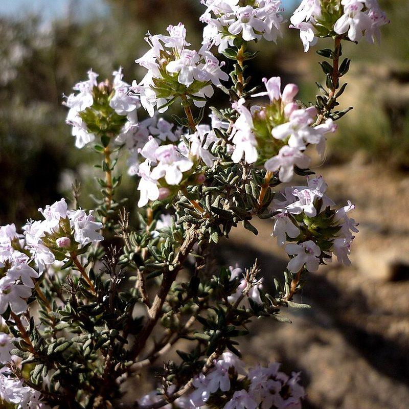 Thym (Thymus vulgaris)