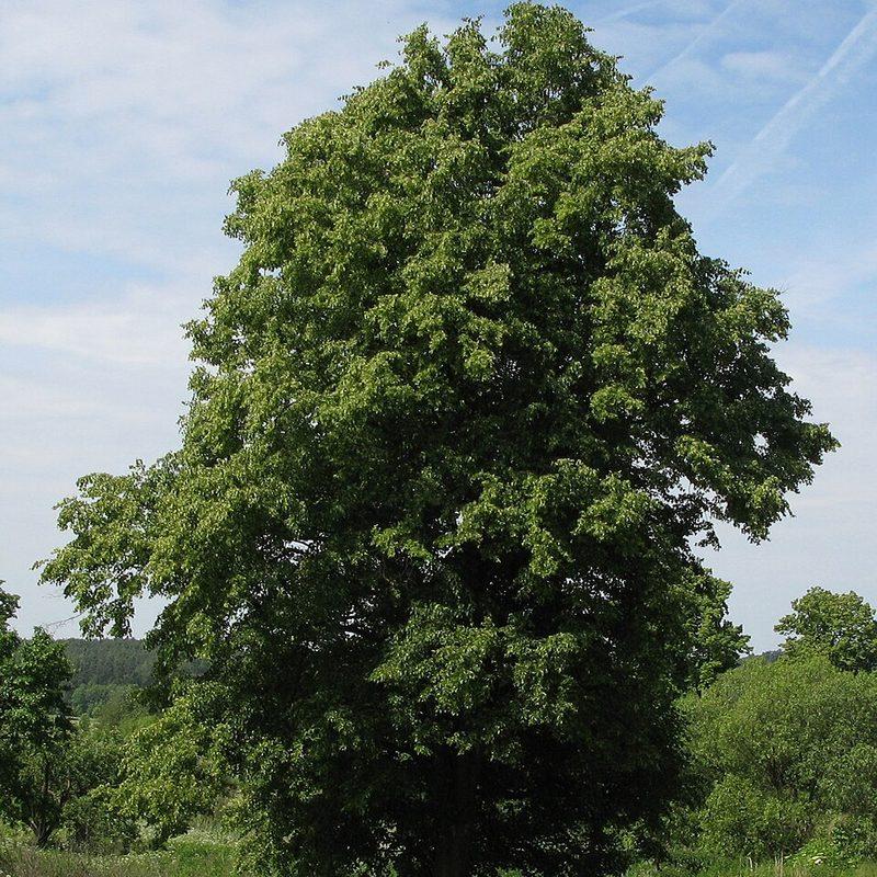 Tilleul à petites feuilles (Tilia cordata)