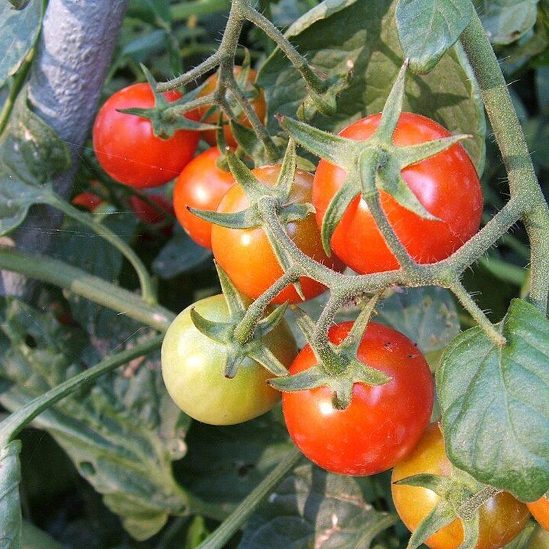Tomate (Solanum lycopersicum)