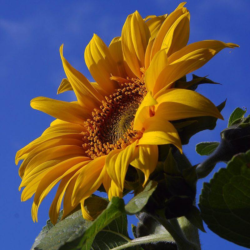 Tournesol (Helianthus annuus)