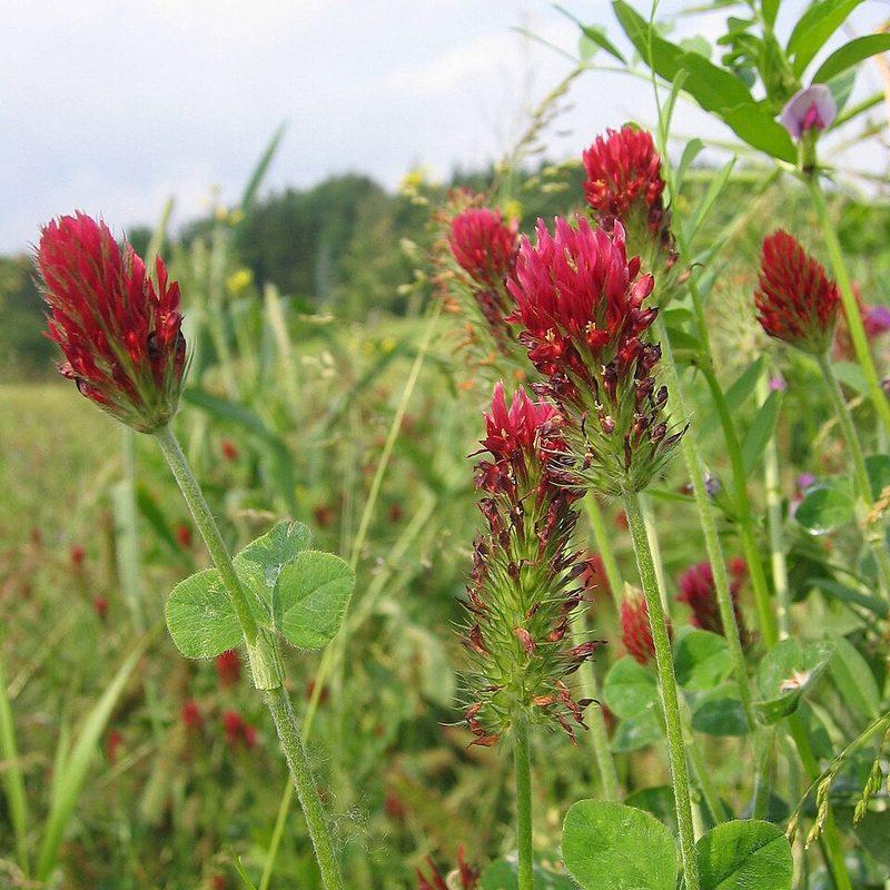 Trèfle incarnat (Trifolium incarnatum)
