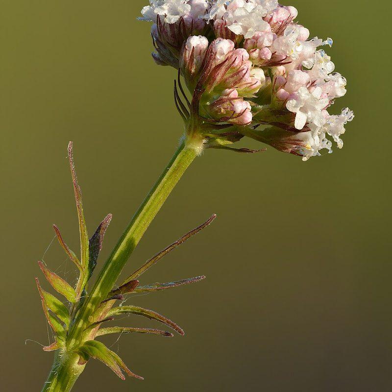 Valériane officinale (Valeriana officinalis)