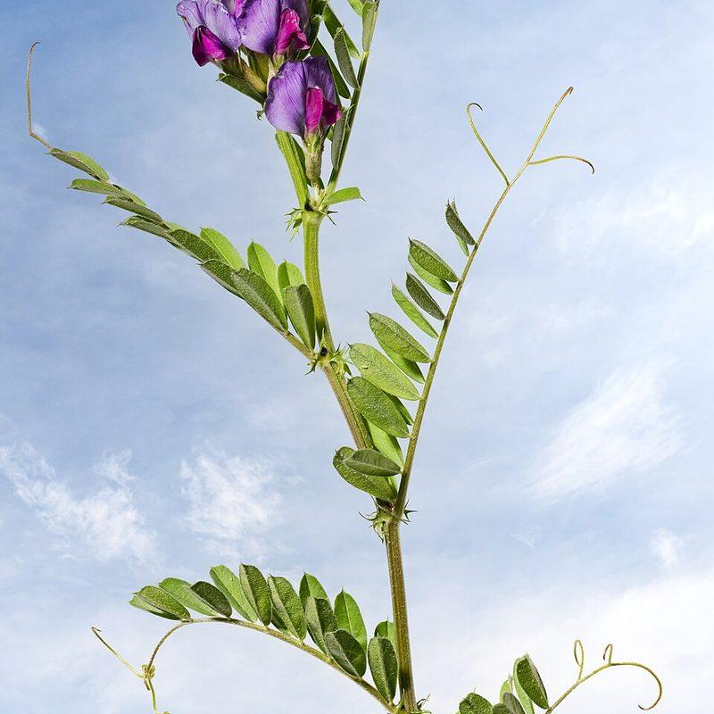 Vesce commune (Vicia sativa)