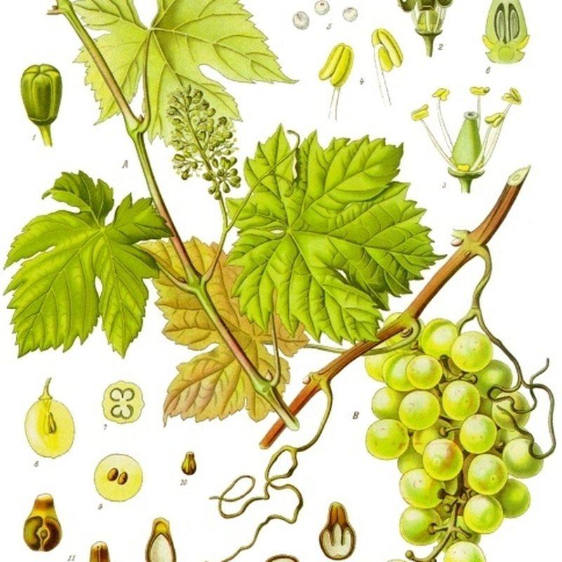 Vigne (Vitis vinifera)