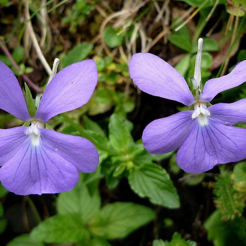 Violette cornue (Viola cornuta)