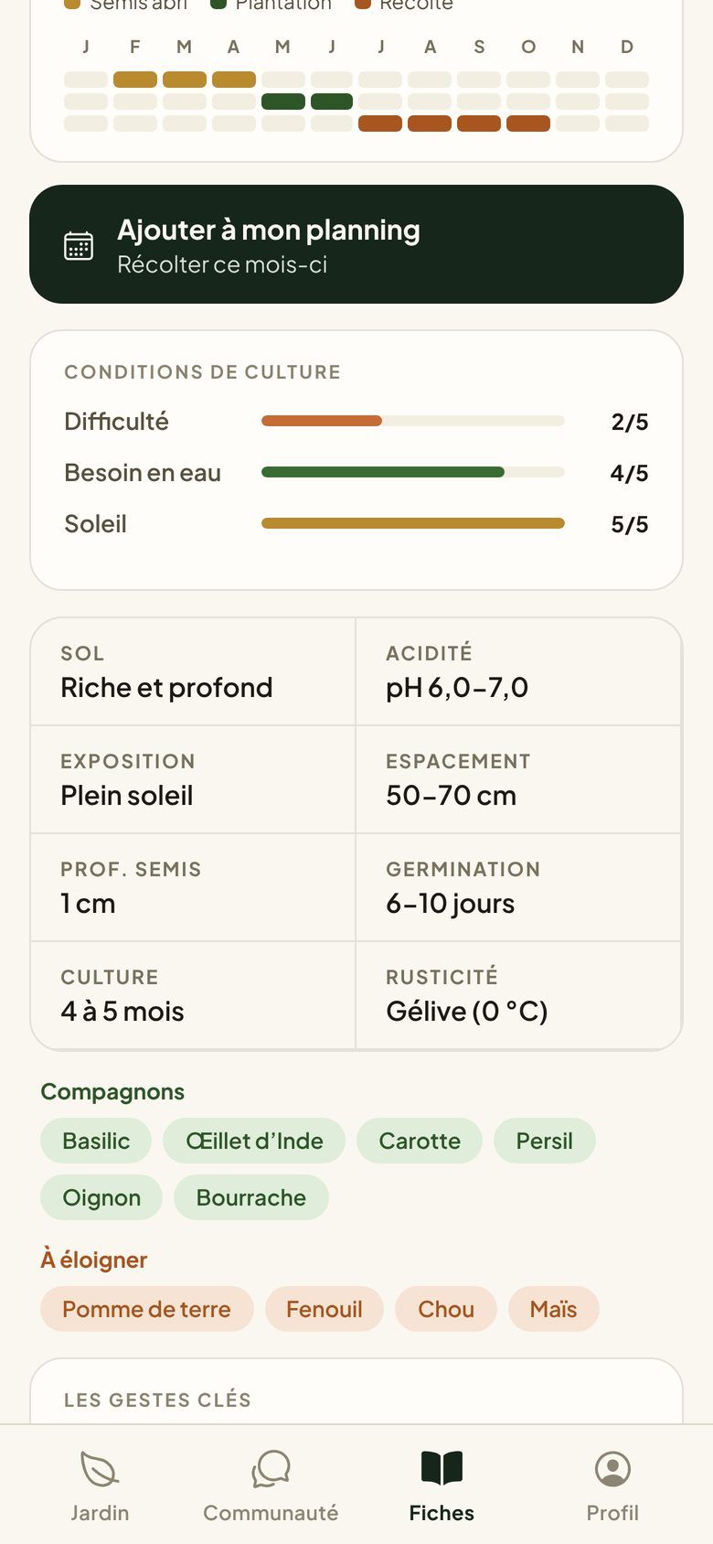 Le calendrier de semis, plantation et récolte de la tomate, ses conditions de culture et ses compagnons