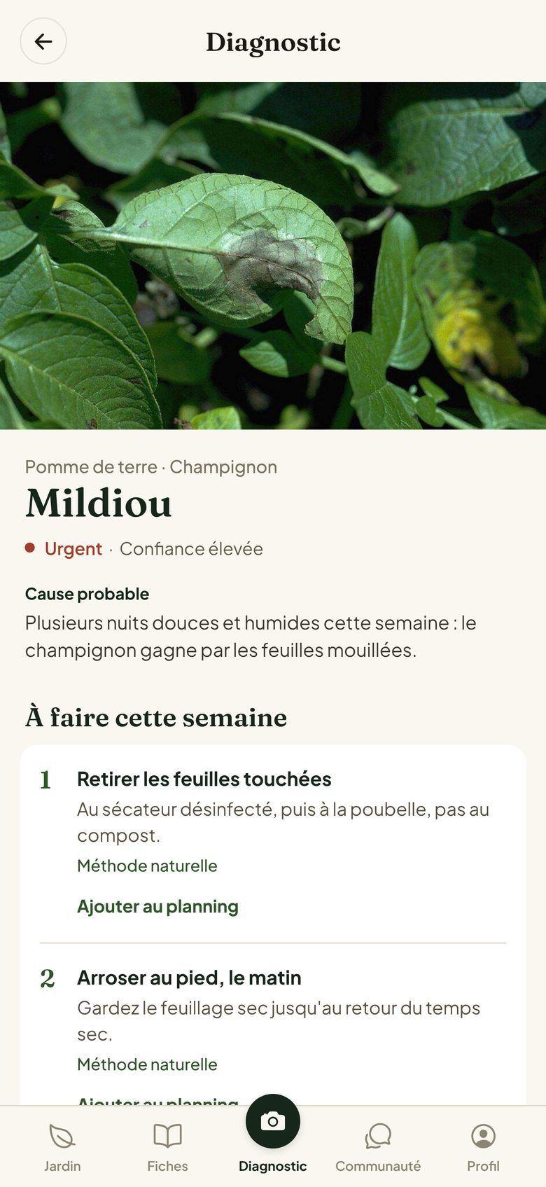 Le Diagnostic d'Hortenia : mildiou sur une feuille de pomme de terre, gravité, cause probable et gestes à faire cette semaine