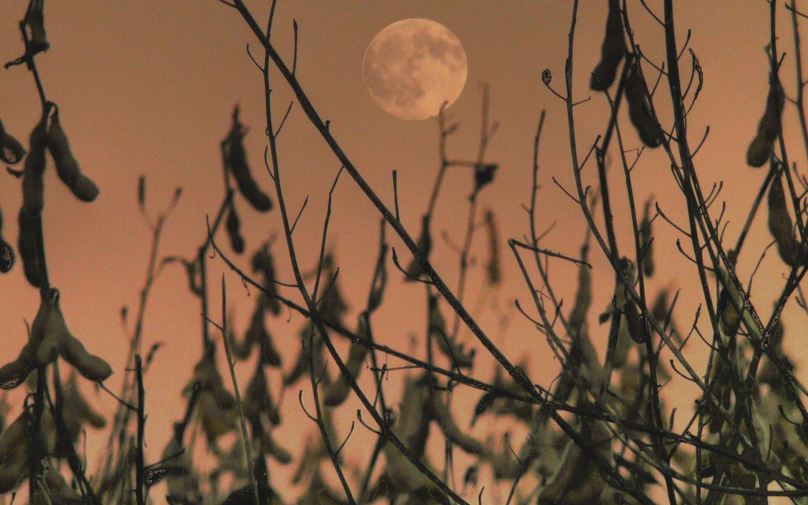 Pleine lune orangée qui se lève derrière des plants chargés de gousses