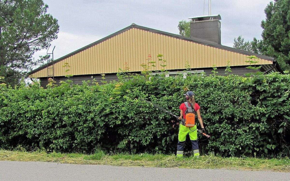 Jardinière vue de dos, casque antibruit et batterie au dos, qui taille une haie d'aubépine au taille-haies sur perche devant une maison