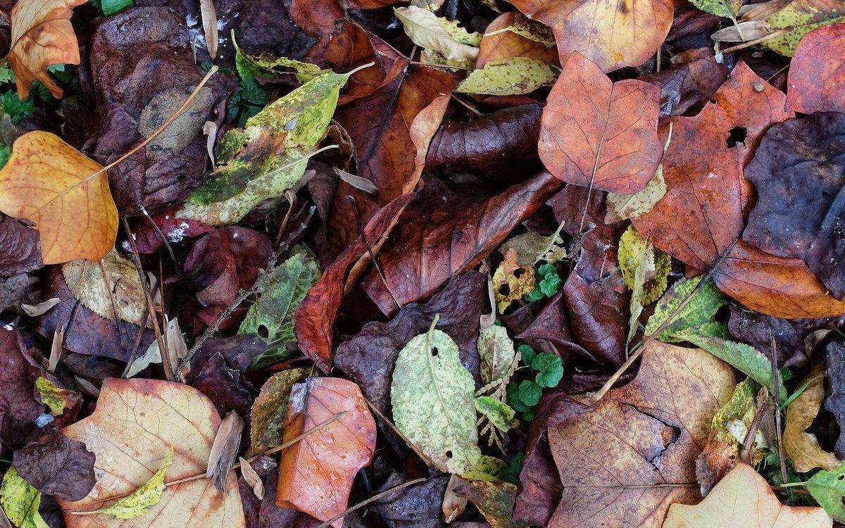 Tapis de feuilles mortes au sol, avec de jeunes pousses vertes qui percent au travers