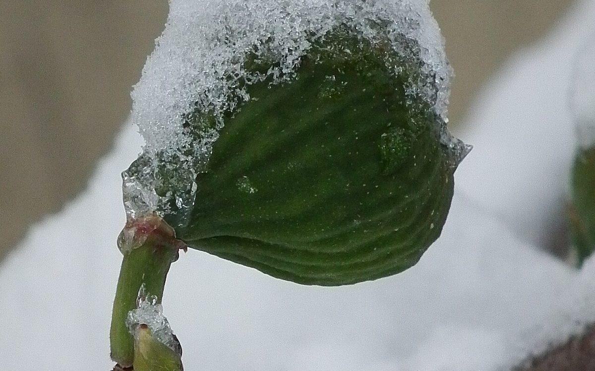 Jeune figue verte couverte de neige au bout d'un rameau de figuier en hiver