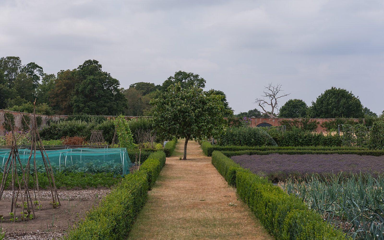 Allée centrale bordée de buis dans un potager clos, avec des planches de choux sous filet, de poireaux et des tipis à haricots