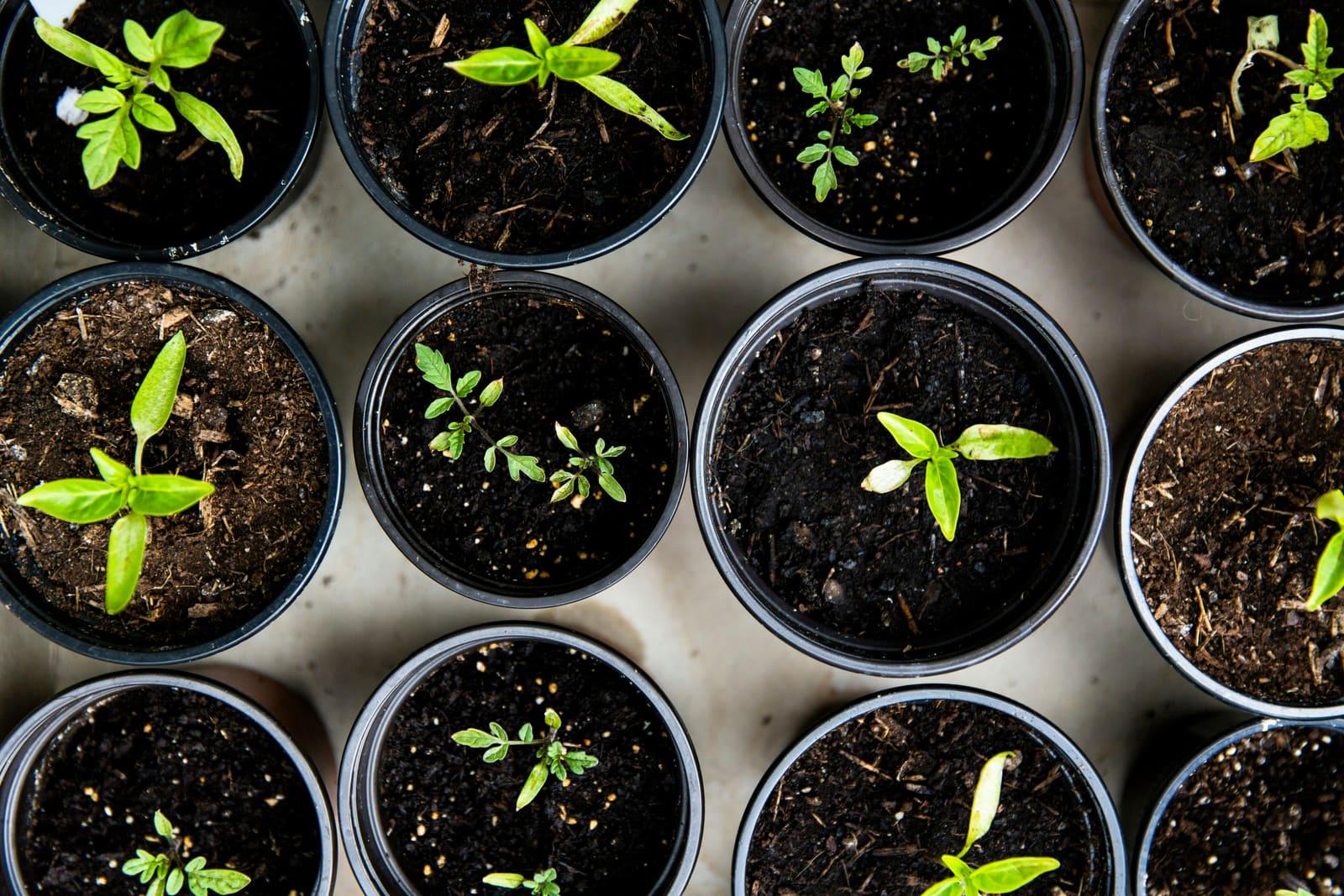 Les 10 Meilleures Apps Jardinage en 2026 : Testées et Approuvées