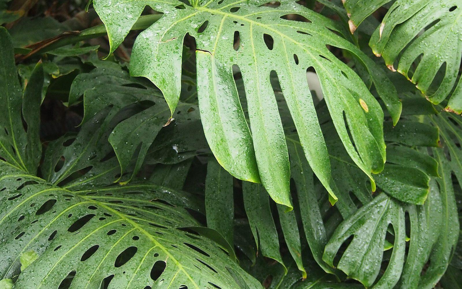Grandes feuilles perforées de Monstera deliciosa couvertes de gouttes d'eau