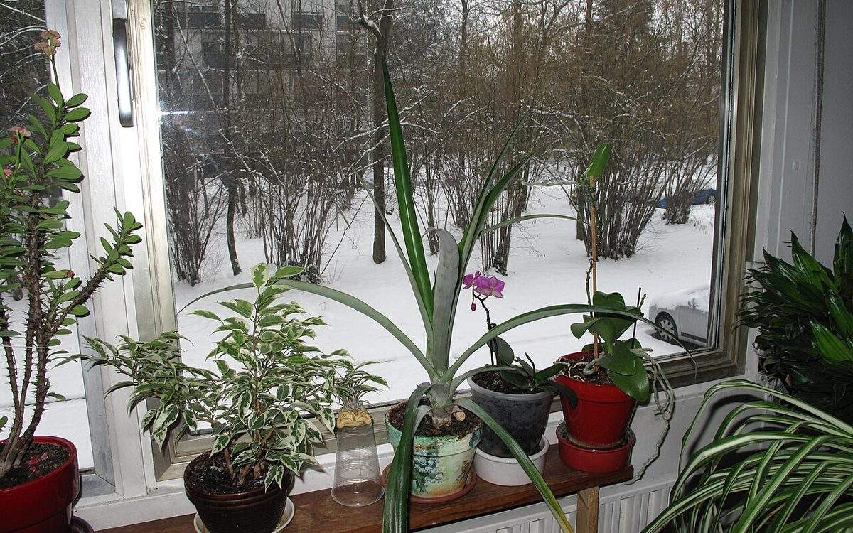 Plantes d'intérieur en pots alignées sur un rebord de fenêtre, dont une orchidée en fleur, devant un jardin enneigé