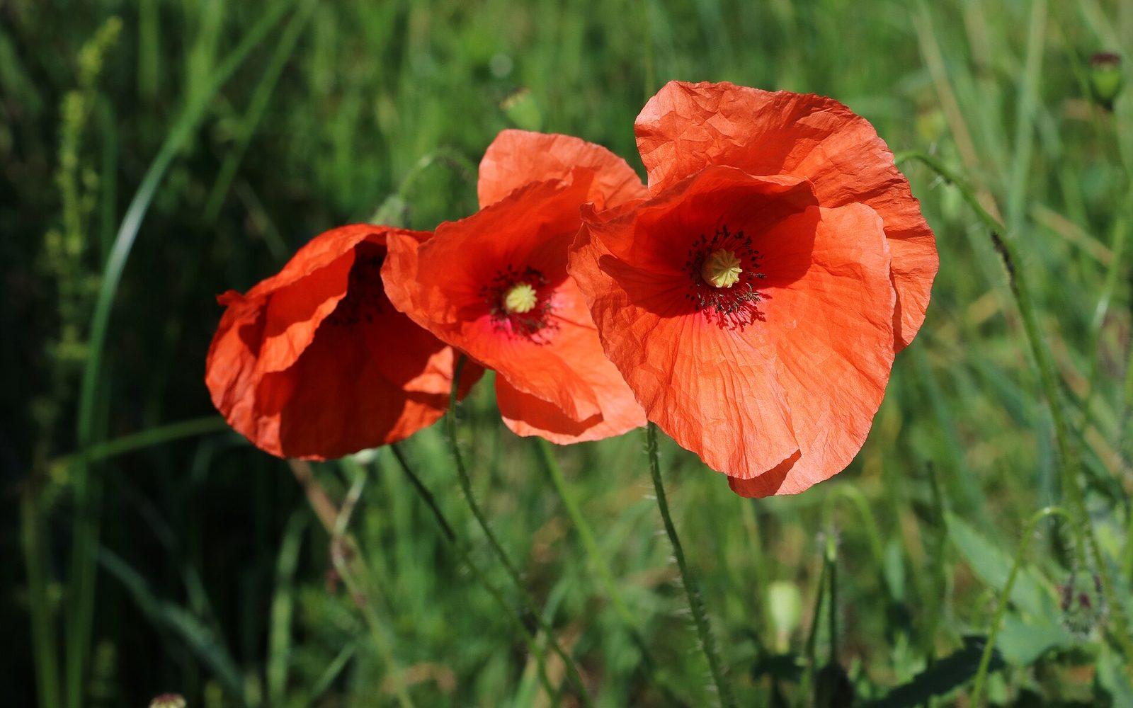 Trois coquelicots rouges en fleur dans une prairie, photographiés de près sur le terrain