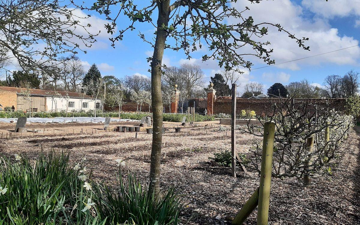 Potager clos en planches tracées, avec tuteurs, voiles de forçage et arbres fruitiers palissés