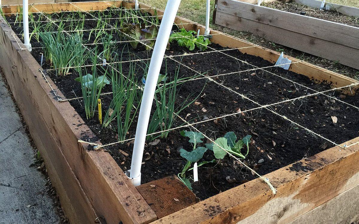 Bac potager en bois quadrillé de ficelle en cases, avec oignons, salades et jeunes brocolis